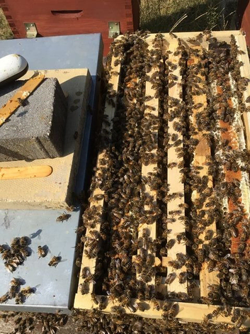 5 Frame Nuc - with queen and braod Honey Bees - local born in my hives