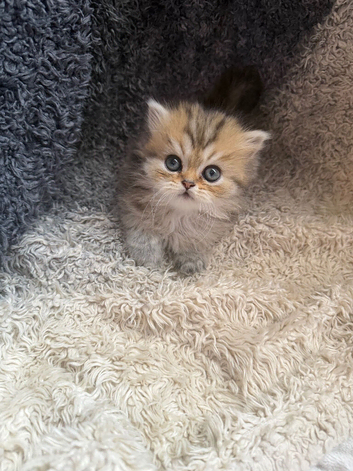 Stunning Golden Shaded Persian KittenTeddy Bear