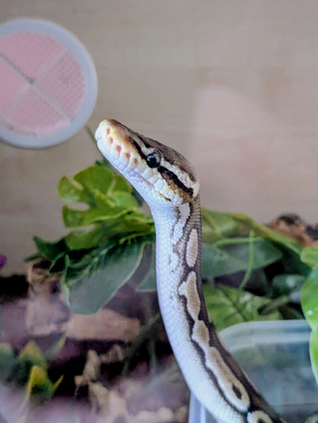 Pastel royal python male friendly plus 4ft arboreal vivarium