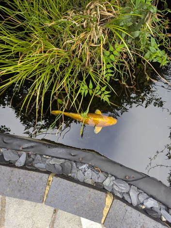 Beautiful Golden Koi Fish - For Sale