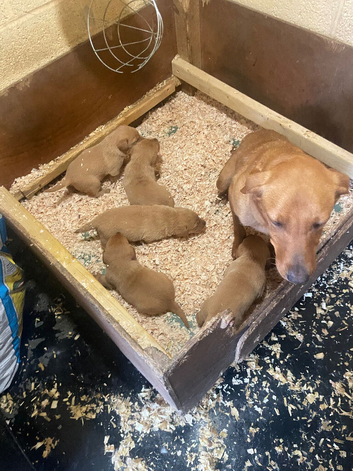 Fox red Labrador pups