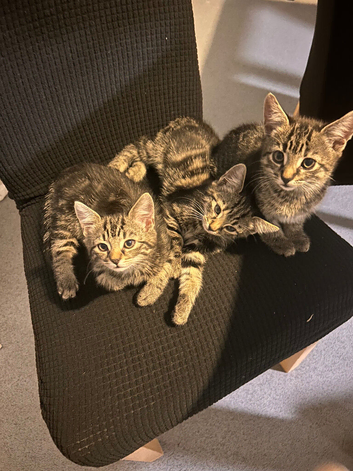 Kittens
