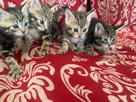 Kittens looking for there for ever homes