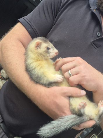 Ferret kits