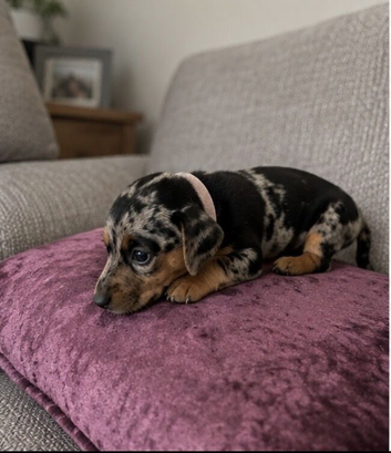 Miniature dachshund puppy&rsquo;s