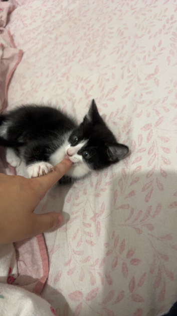 Selling kitty