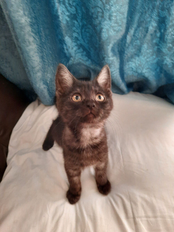 Sold Sold Kitten half British longhair and An American Shorthair