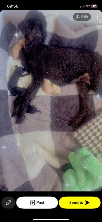 Standard poodle puppies