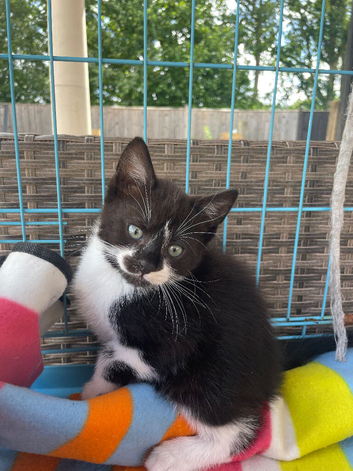 Last kitten !!!! Little boy