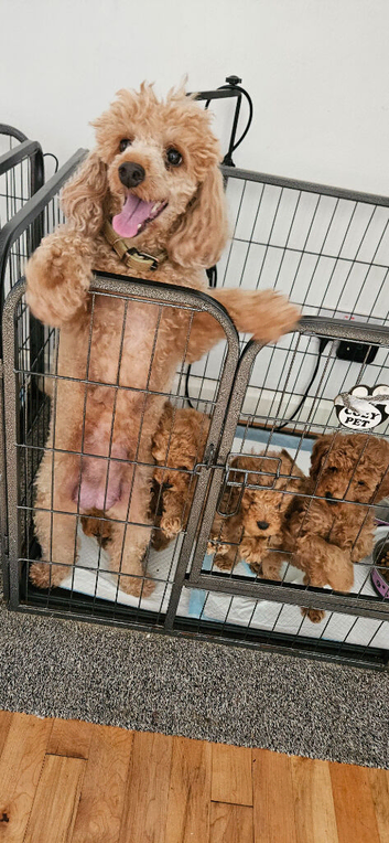 Red Toy Poodle Pups for sale