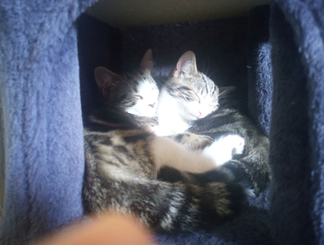 Tortico Kittens need a new home