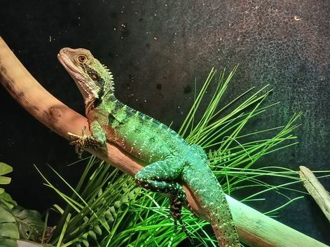 Australian Water Dragon Juvenile
