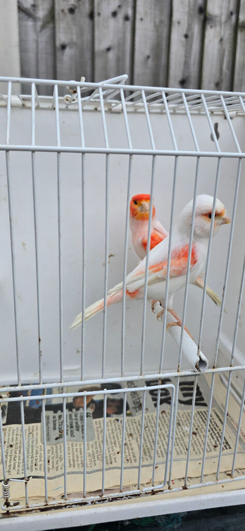 BEAUTIFUL PROVEN PAIR RED MOSAIC