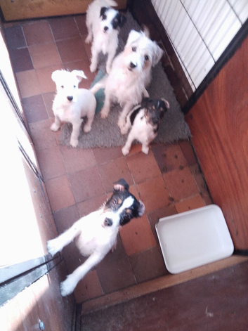 Parson Russll Terrier Pedigree Puppies