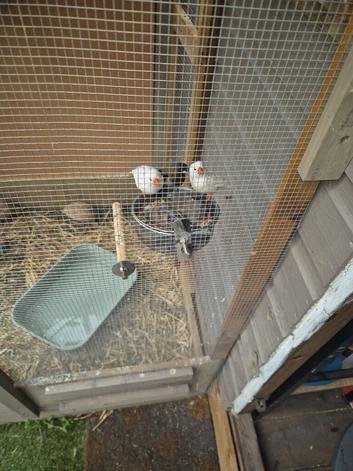 Breeding pair of zebras