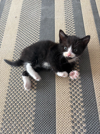 Beautiful boy looking for home