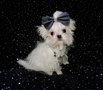 ****Exquisite Micro Tiny Teacup KC Registered Maltese Boy Puppy****