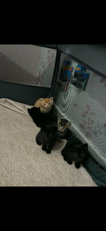 2 female black kittens