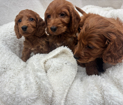 Cavapoo puppies