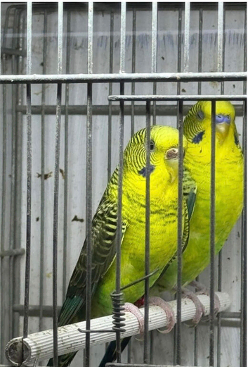 Proven Black Wing Budgies Pair