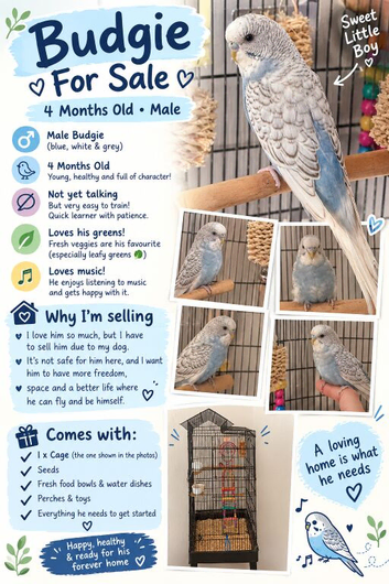 Baby budgies
