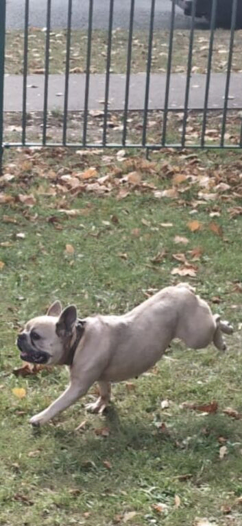 Stunning Lilac French Bulldog girl