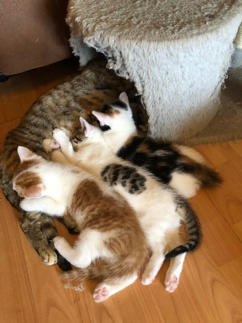 Kittens