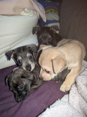 Highland terrier, jack Russel mix