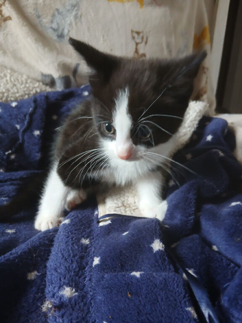 Domestic Shorthair Kittens