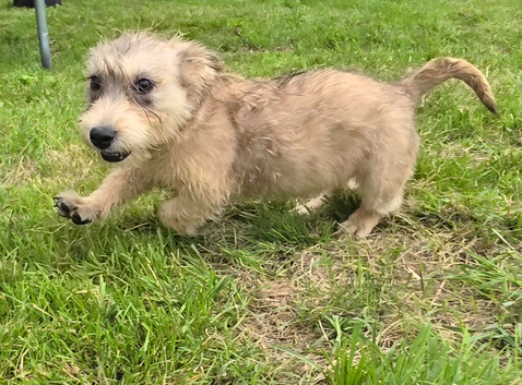 Two Glen of amaal Terriers  pups