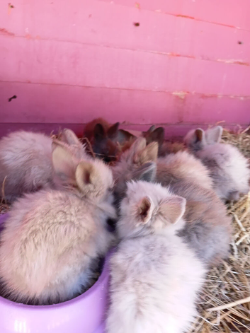 Lionheads