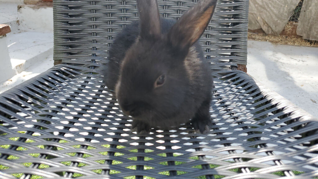 Mini lop lion head Netherland dwarf mix