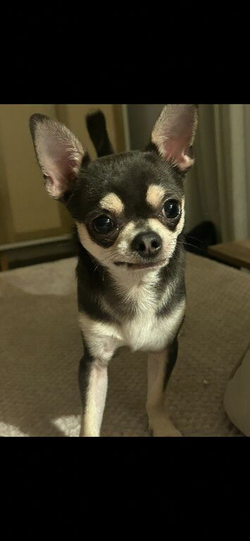Tiny blue and tan boy
