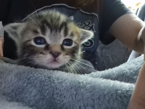 2 male kittens ready to leave in just over 5 weeks