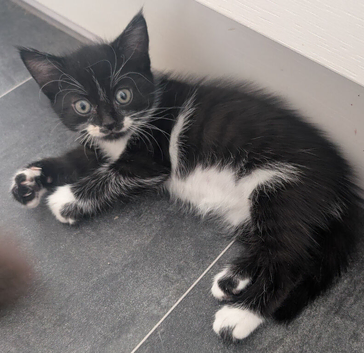 2 black and white kittens