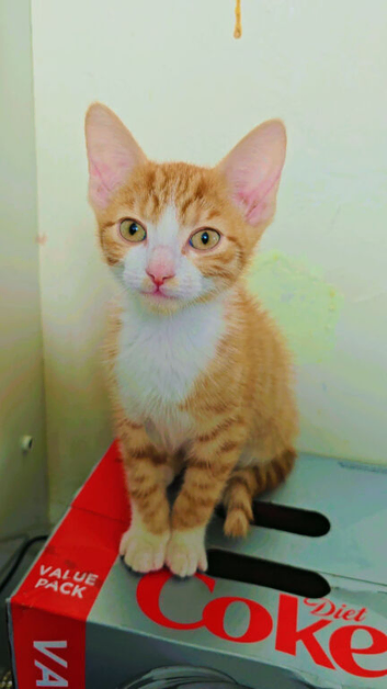Kitten