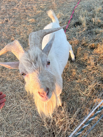 Male goat