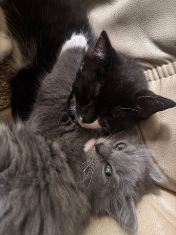 2 ragdoll mix kittens