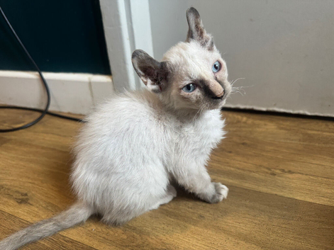 Half Sphynx female beauty