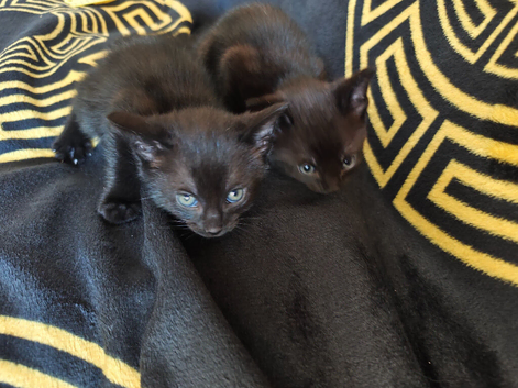 Bengal Cross kittens