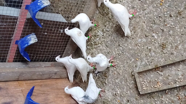 I am offering for sale pure white racing pigeons