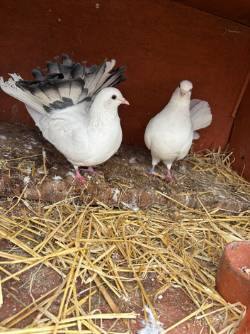 Pair of fantails