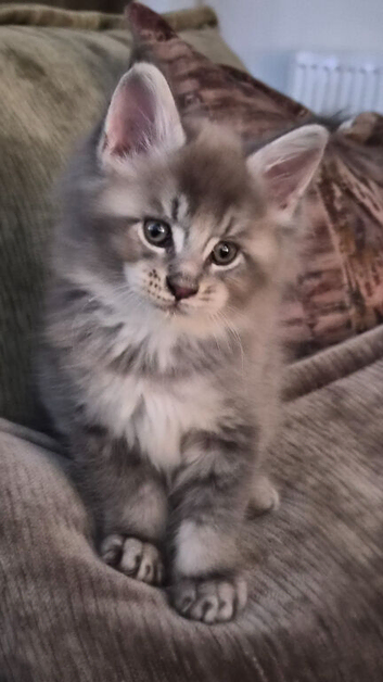 Maine coon pedigree kittens
