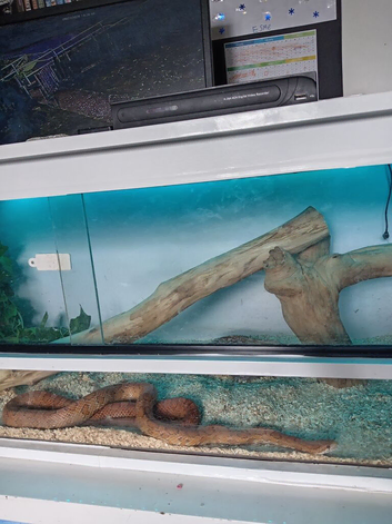 Male corn snake