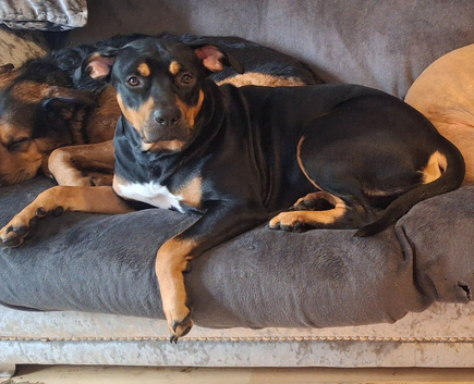 Loving girl looking for a home