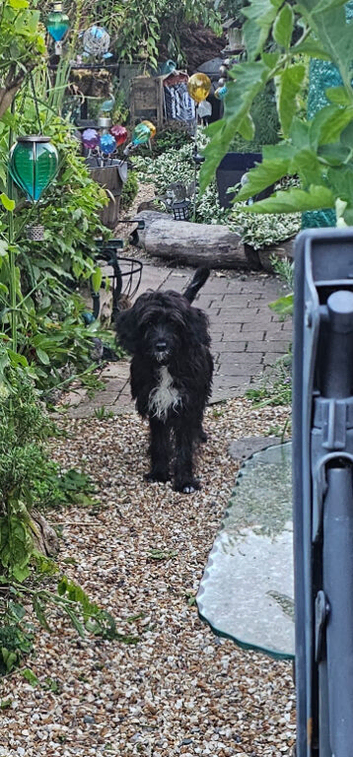 Forever home for Nova