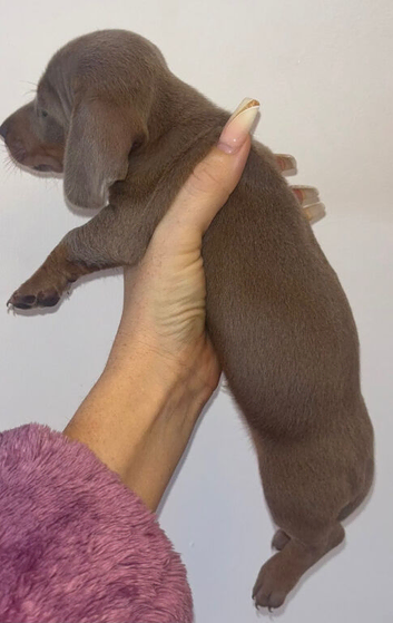 Pedigree miniature Dachshunds smooth