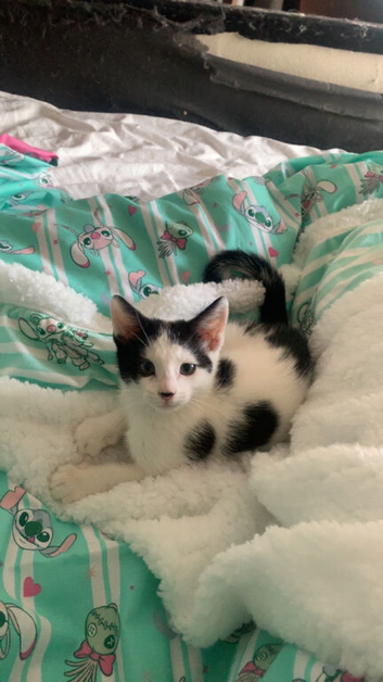 Black and white kitten for sale in Hounslow