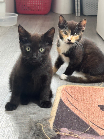 Beautiful kittens looking for a new home
