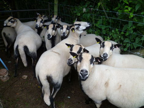 Badger-Faced Sheep for Sale